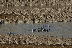 David Plant Photography - Wildlife Photography - Knot - S